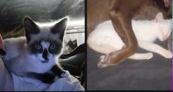 Lost Unknown Cat last seen Daisy And Sumpter Rd., Belleville, MI 48111