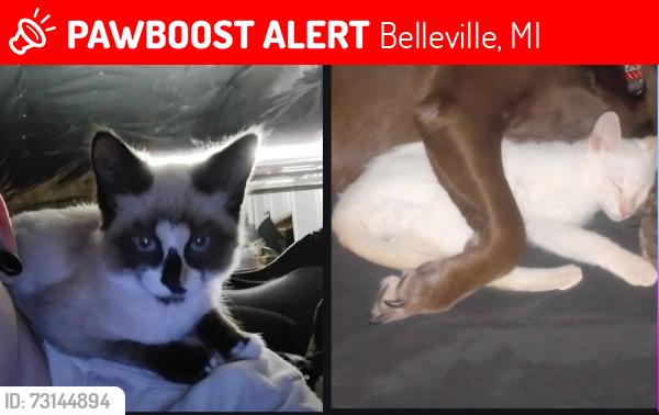 Lost Unknown Cat last seen Daisy And Sumpter Rd., Belleville, MI 48111