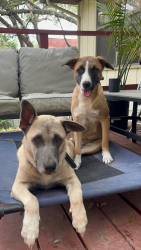 Reunited Female Dog last seen Deer River neighborhood, corner of Caribou and Fawn Creek, Spring Branch, TX 78070
