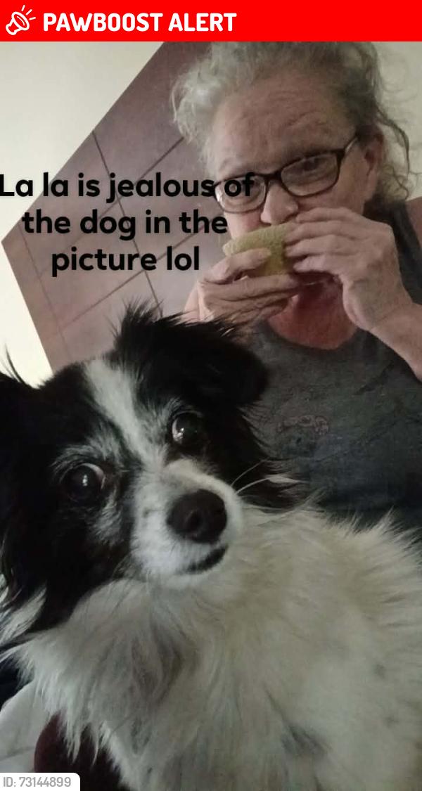 Lost Female Dog last seen Don't know, Aurora, CO 80011