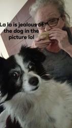 Lost Female Dog last seen Don't know, Aurora, CO 80011