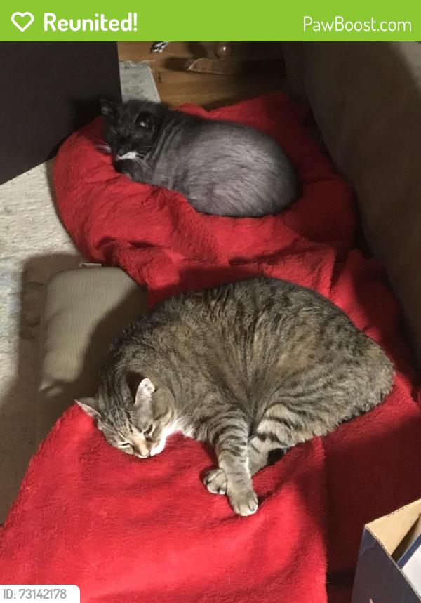 Reunited Female Cat last seen Springdale, York, PA 17403