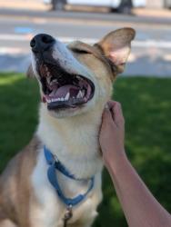 Shelter Stray Male Dog last seen Near Baltimore Avenue, La Mesa, CA, 91942, El Cajon, CA 92020, USA