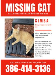 Lost Male Cat last seen 62nd and 12th st N. Meadowlawn neighborhood, St. Petersburg, FL 33714