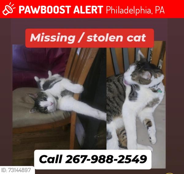 Lost Male Cat last seen Dauphin st 19133, Philadelphia, PA 19133