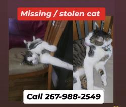 Lost Male Cat last seen Dauphin st 19133, Philadelphia, PA 19133