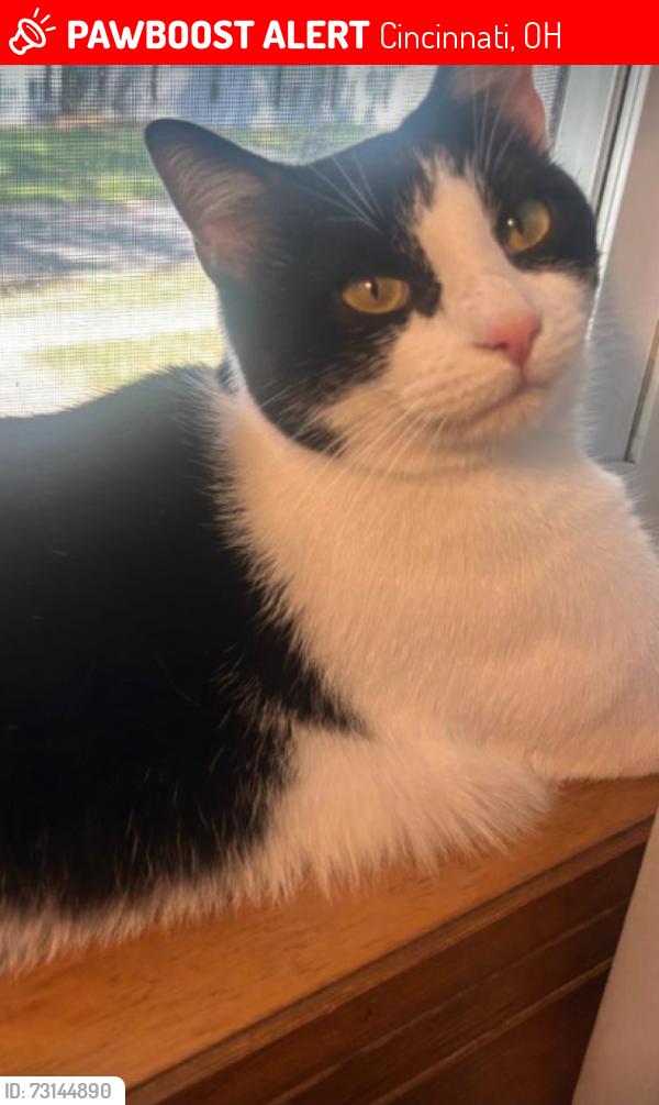 Lost Female Cat last seen Coffey Street, Rainbow Subdivision Mt Washington, Cincinnati, OH 45230