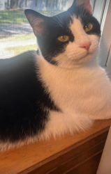 Lost Female Cat last seen Coffey Street, Rainbow Subdivision Mt Washington, Cincinnati, OH 45230