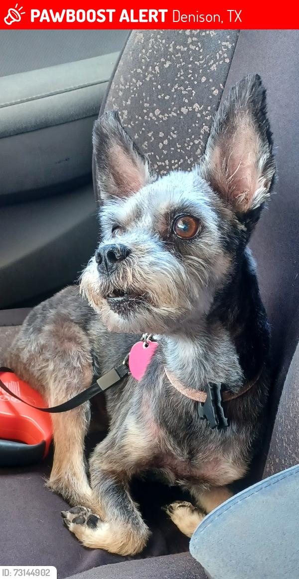 Lost Female Dog last seen Perry and msin, Denison, TX 75020