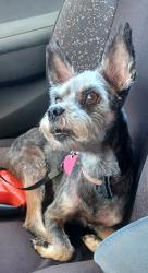 Lost Female Dog last seen Perry and msin, Denison, TX 75020