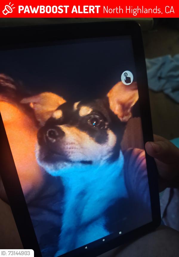 Lost Male Dog last seen Superior drive North Highlands, North Highlands, CA 95660