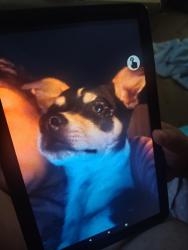 Lost Male Dog last seen Superior drive North Highlands, North Highlands, CA 95660