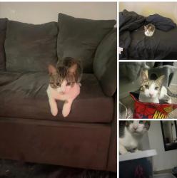Reunited Male Cat last seen Ward and Chippewa, Detroit, MI 48235