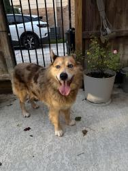 Reunited Male Dog last seen Pebble Springs and Paradise Valley, Houston, TX 77066