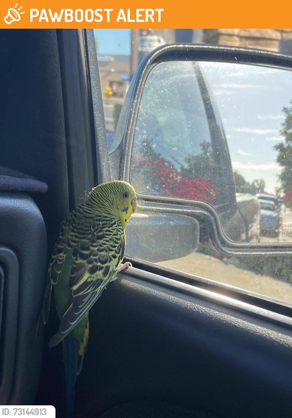 Found/Stray Unknown Bird last seen Olive Garden on beach, Huntington Beach, CA 92648