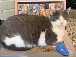 Lost Male Cat last seen 121st & Olive, Broken Arrow, OK 74011