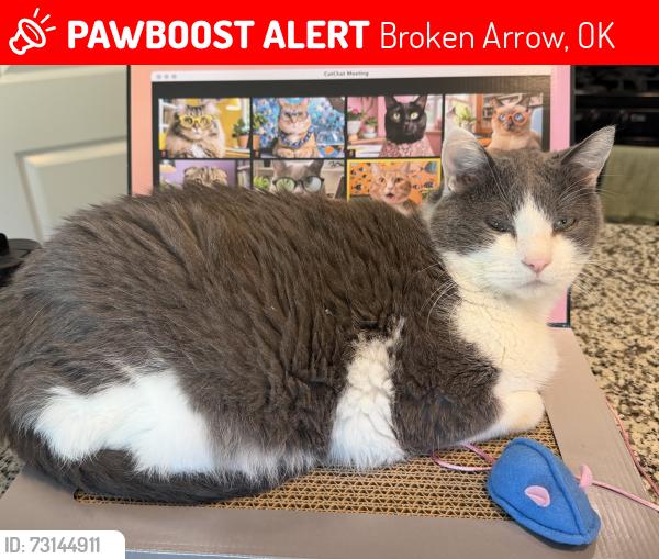 Lost Male Cat last seen 121st & Olive, Broken Arrow, OK 74011