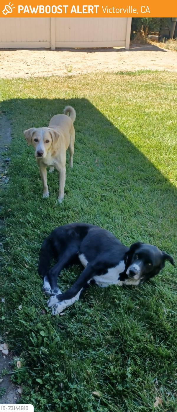 Found/Stray Male Dog last seen Burning Tree Drive & Yates, Victorville, CA 92395