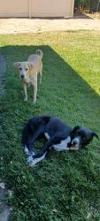 Found/Stray Male Dog last seen Burning Tree Drive & Yates, Victorville, CA 92395