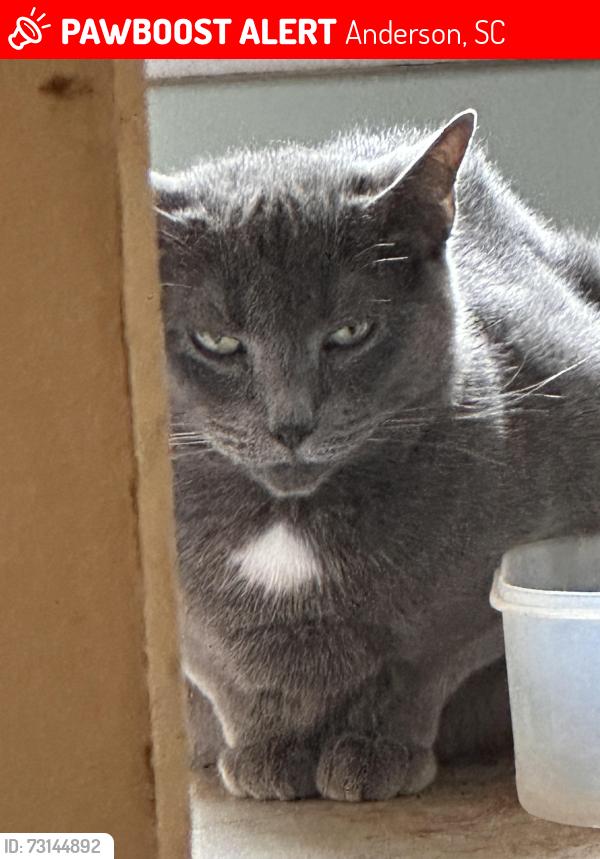 Lost Female Cat last seen Marchbanks and Old Colony Road, Anderson, SC 29621