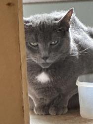 Lost Female Cat last seen Marchbanks and Old Colony Road, Anderson, SC 29621