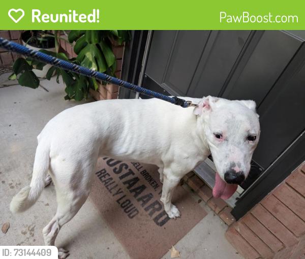 Reunited Male Dog last seen Near Precinct Line and 26/Mid Cities Blvd, Hurst, TX 76054