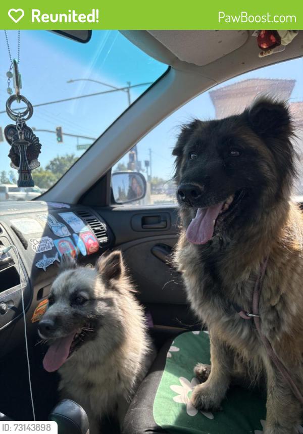 Reunited Female Dog last seen Rumble Rd, Modesto, CA 95355, USA, Modesto, CA 95355
