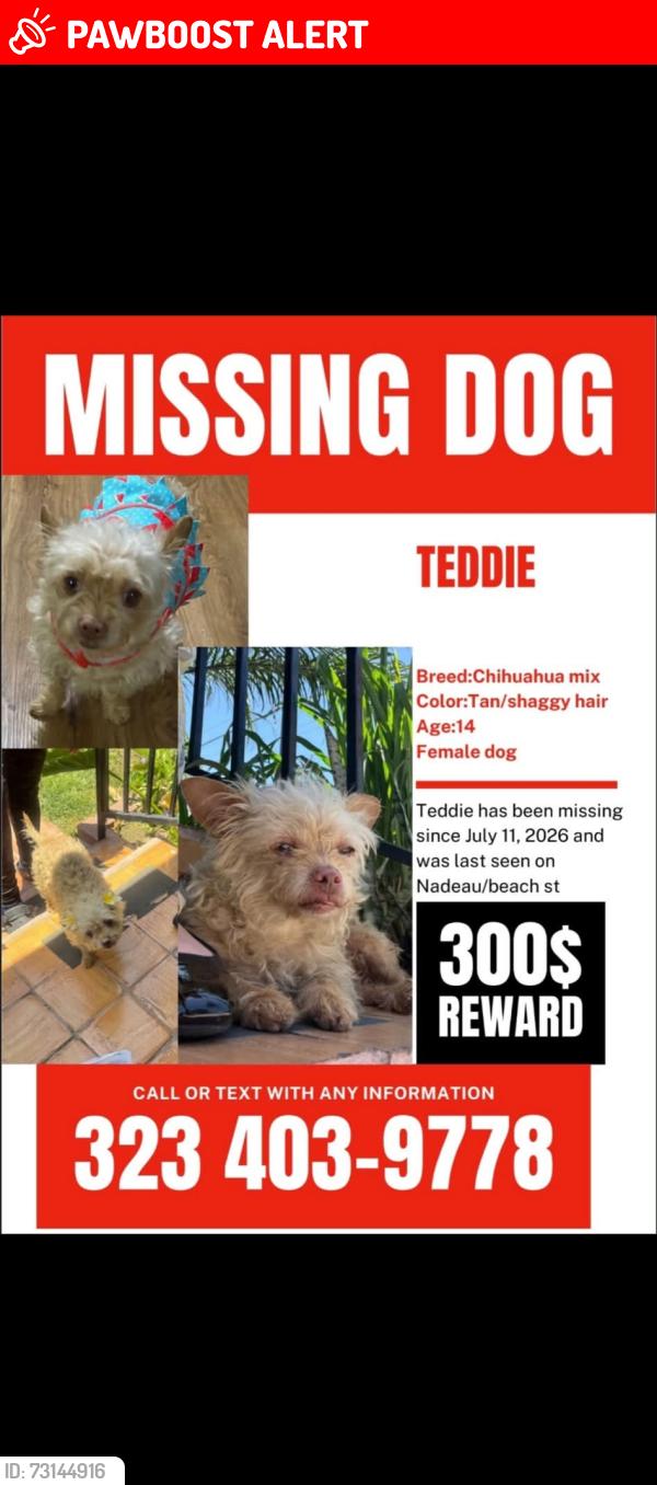 Lost Female Dog last seen Beach st and nadeau st, Florence-Graham, CA 90001