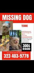 Lost Female Dog last seen Beach st and nadeau st, Florence-Graham, CA 90001