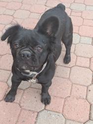 Reunited Unknown Dog last seen Mcqueen & Elliot, Gilbert, AZ 85233