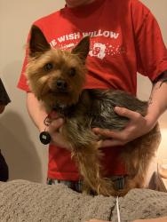 Reunited Male Dog last seen Stratford Landing Dr and Richland Grove Dr, Brambleton, VA 20148