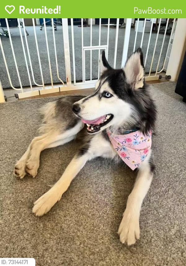 Reunited Female Dog last seen workman ave and astell ave, West Covina, CA 91790