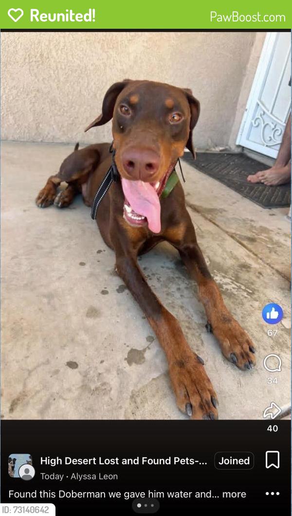 Reunited Male Dog last seen Near Burwood Rd, Victorville, CA 92394, USA, Victorville, CA 92394