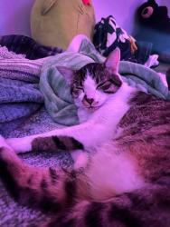 Reunited Male Cat last seen 3200-3268 35th Ave NE, Everett, WA 98201, Everett, WA 98201