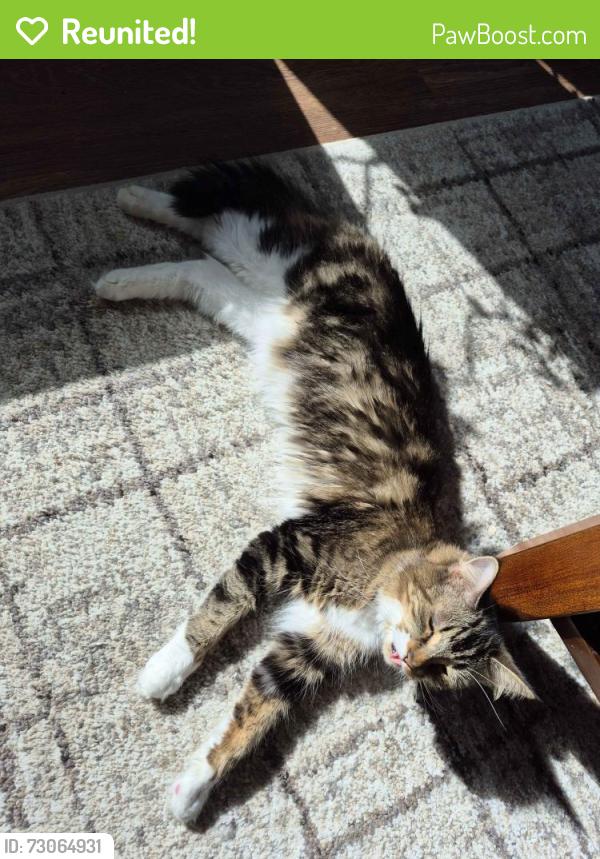 Reunited Female Cat last seen Tupper park, Sandy, OR 97055