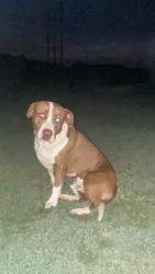 Found/Stray Male Dog last seen Matthews Rd., Johnston County, NC 27520