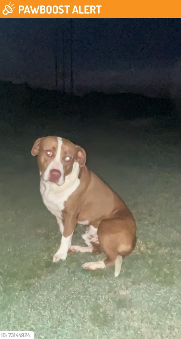 Found/Stray Male Dog last seen Matthews Rd., Johnston County, NC 27520