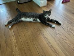 Reunited Male Cat last seen Hawthorne and Edgewood, Richmond, VA 23222