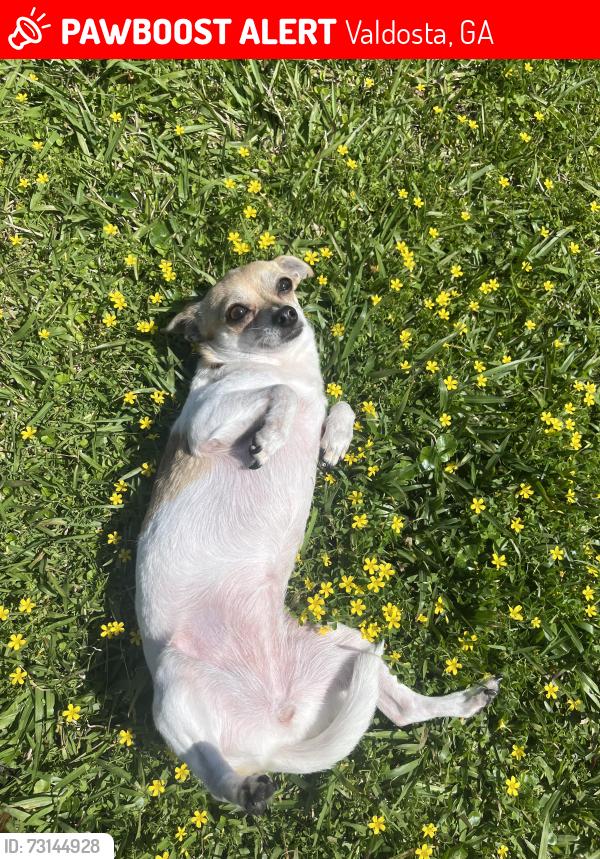 Lost Female Dog last seen Troupeville rd, Valdosta, GA 31602