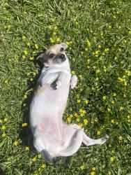 Lost Female Dog last seen Troupeville rd, Valdosta, GA 31602