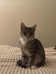 Reunited Female Cat last seen Tahoe Cir Dr, Wheeling, IL 60090