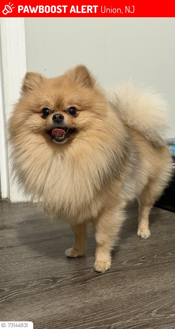 Lost Male Dog last seen Near vauxhall rd, Union, NJ 07083