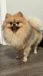 Lost Male Dog last seen Near vauxhall rd, Union, NJ 07083