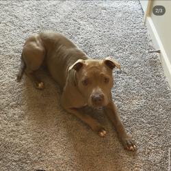 Reunited Female Dog last seen Near Asberry Ct, Nashville, TN 37221, Nashville, TN 37221