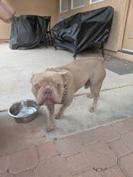 Reunited Male Dog last seen McQueen & elliot, Gilbert, AZ 85233