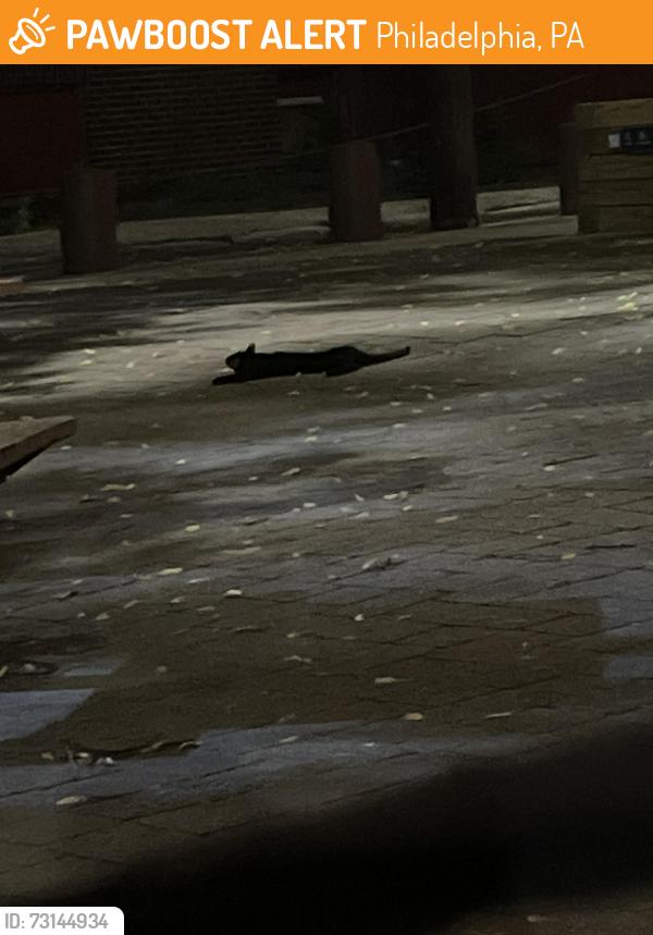 Found/Stray Unknown Cat last seen At bardascino park in queen village!, Philadelphia, PA 19147