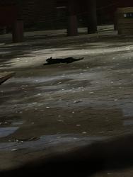 Found/Stray Unknown Cat last seen At bardascino park in queen village!, Philadelphia, PA 19147