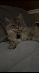 Reunited Male Cat last seen Cosmic way, Fremont, CA 94538