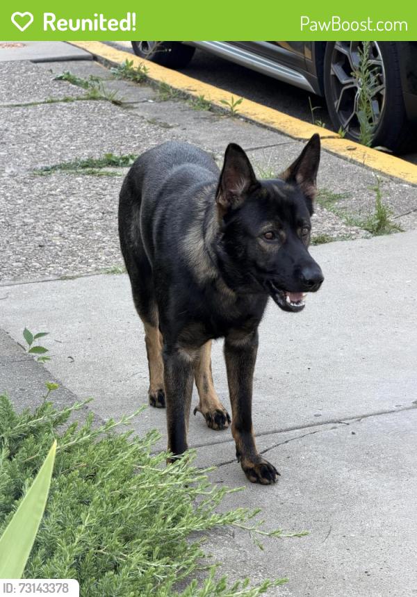 Reunited Male Dog last seen jancey and greenwood, Pittsburgh, PA 15206