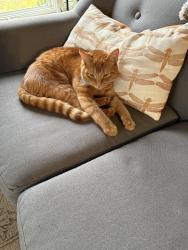 Lost Male Cat last seen Stoneleigh and Oakleigh NW of Lahser & Lone Pine, Bloomfield Hills, MI 48302